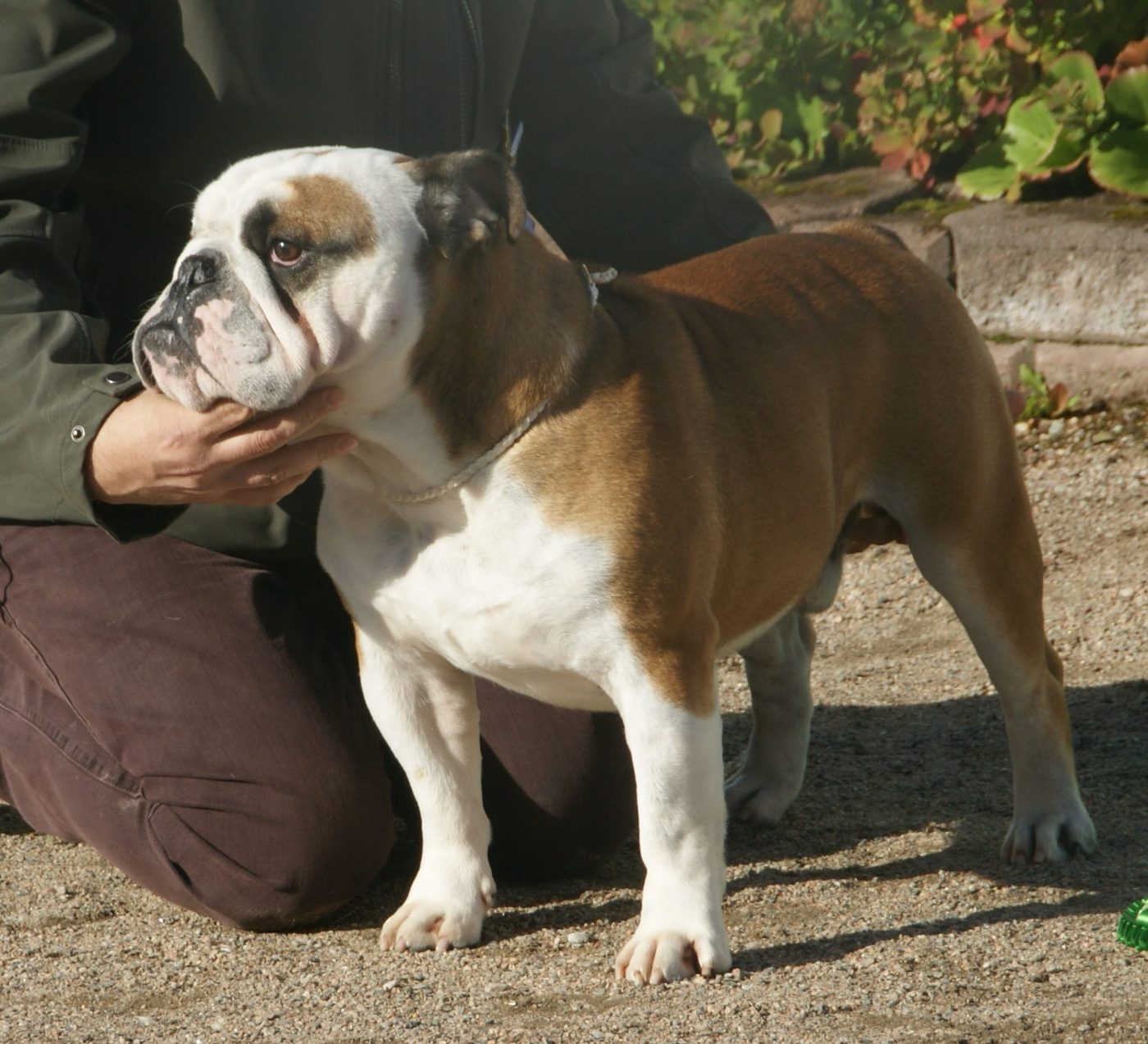 Bulldog