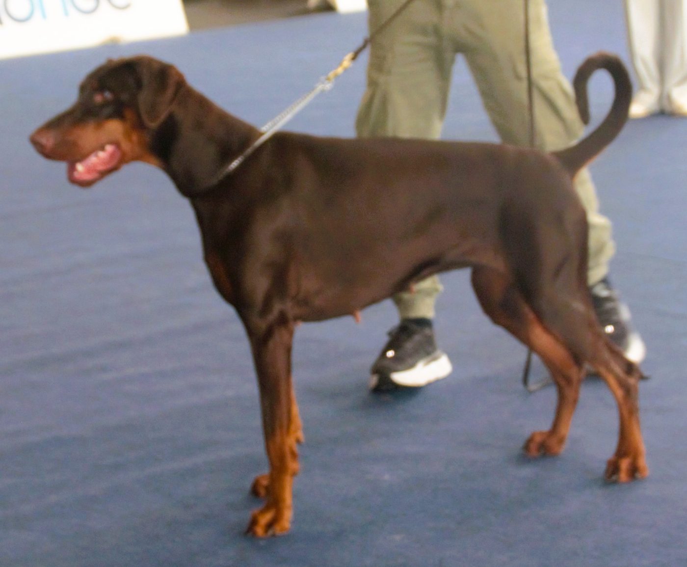 Doberman Pinscher